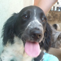 Ares na adopciu