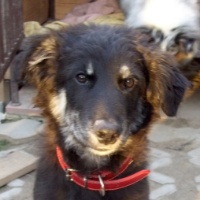 Max na adopciu