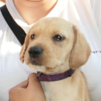 Penny na adopciu