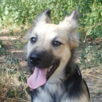 Tilly na adopciu