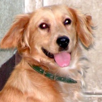 Sandy na adopciu