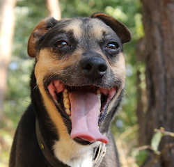Willy na adopciu